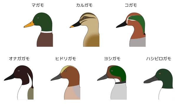 陸ガモ類の頭部