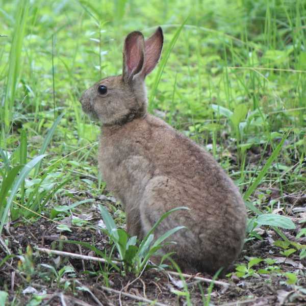 ニホンノウサギ